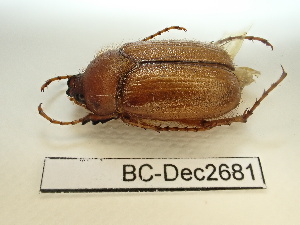  ( - BC-Dec2681)  @11 [ ] by-nc-sa (2024) Thibaud Deca&euml;ns Universite Montpellier, CEFE Lab