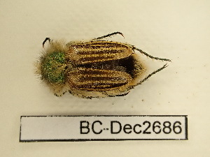  ( - BC-Dec2686)  @11 [ ] by-nc-sa (2024) Thibaud Decaëns Universite Montpellier, CEFE Lab