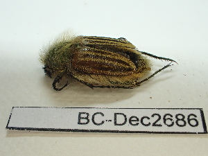  ( - BC-Dec2686)  @11 [ ] by-nc-sa (2024) Thibaud Decaëns Universite Montpellier, CEFE Lab