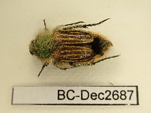  ( - BC-Dec2687)  @11 [ ] by-nc-sa (2024) Thibaud Decaëns Universite Montpellier, CEFE Lab