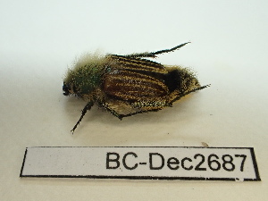  ( - BC-Dec2687)  @11 [ ] by-nc-sa (2024) Thibaud Decaëns Universite Montpellier, CEFE Lab