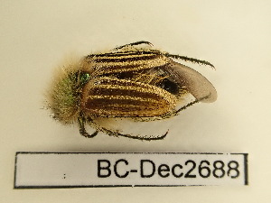  (Eulasia goudoti - BC-Dec2688)  @11 [ ] by-nc-sa (2024) Thibaud Decaëns Universite Montpellier, CEFE Lab