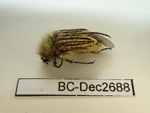  ( - BC-Dec2688)  @11 [ ] by-nc-sa (2024) Thibaud Decaëns Universite Montpellier, CEFE Lab