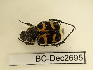  ( - BC-Dec2695)  @11 [ ] by-nc-sa (2024) Thibaud Deca&euml;ns Universite Montpellier, CEFE Lab