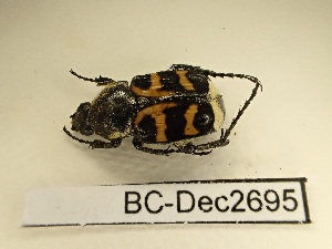  ( - BC-Dec2695)  @11 [ ] by-nc-sa (2024) Thibaud Deca&euml;ns Universite Montpellier, CEFE Lab