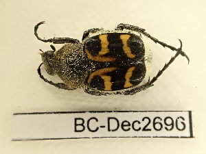  (Trichius gallicus - BC-Dec2696)  @11 [ ] by-nc-sa (2024) Thibaud Deca&euml;ns Universite Montpellier, CEFE Lab