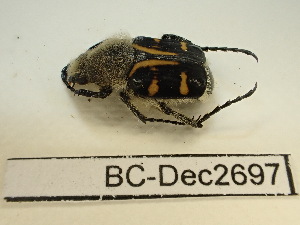  ( - BC-Dec2697)  @11 [ ] by-nc-sa (2024) Thibaud Deca&euml;ns Universite Montpellier, CEFE Lab