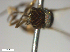  ( - BIOUG-01777-G02)  @11 [ ] CreativeCommons - Attribution (2012) CBG Photography Group Centre for Biodiversity Genomics