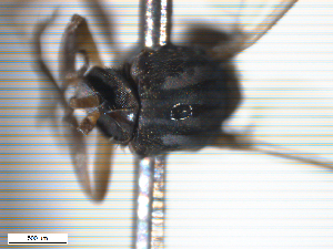  ( - BIOUG-01777-H04)  @11 [ ] CreativeCommons - Attribution (2012) CBG Photography Group Centre for Biodiversity Genomics