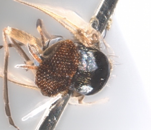  ( - BIOUG-01777-H06)  @11 [ ] CreativeCommons - Attribution (2012) CBG Photography Group Centre for Biodiversity Genomics
