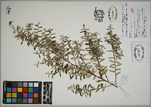  (Phylica rosmarinifolia - QC23-101)  @11 [ ] CreativeCommons  Attribution Non-Commercial Share-Alike (2024) UBC Herbarium University of British Columbia