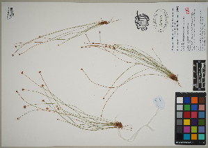  (Bulbostylis lichtensteiniana - QC23-104)  @11 [ ] CreativeCommons  Attribution Non-Commercial Share-Alike (2024) UBC Herbarium University of British Columbia