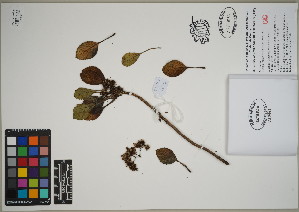  (Commidendrum rotundifolium - QC23-106.1)  @11 [ ] CreativeCommons  Attribution Non-Commercial Share-Alike (2024) UBC Herbarium University of British Columbia