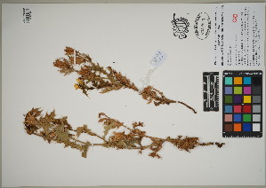  (Argemone mexicana - QC23-109)  @11 [ ] CreativeCommons  Attribution Non-Commercial Share-Alike (2024) UBC Herbarium University of British Columbia