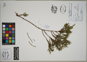  (Juniperus bermudiana - QC23-120)  @11 [ ] CreativeCommons  Attribution Non-Commercial Share-Alike (2024) UBC Herbarium University of British Columbia