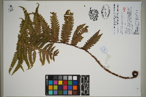  ( - QC23-125)  @11 [ ] CreativeCommons  Attribution Non-Commercial Share-Alike (2024) UBC Herbarium University of British Columbia
