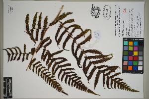  (Diplazium nigropaleaceum - QC23-127)  @11 [ ] CreativeCommons  Attribution Non-Commercial Share-Alike (2024) UBC Herbarium University of British Columbia