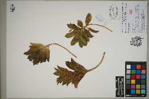  (Trimeris scaevolifolia - QC23-130A)  @11 [ ] CreativeCommons  Attribution Non-Commercial Share-Alike (2024) UBC Herbarium University of British Columbia