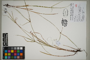  (Kyllinga brevifolia - QC23-134)  @11 [ ] CreativeCommons  Attribution Non-Commercial Share-Alike (2024) UBC Herbarium University of British Columbia