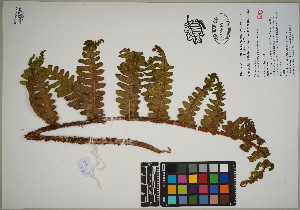  ( - QC23-135)  @11 [ ] CreativeCommons  Attribution Non-Commercial Share-Alike (2024) UBC Herbarium University of British Columbia
