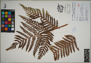  ( - QC23-137)  @11 [ ] CreativeCommons  Attribution Non-Commercial Share-Alike (2024) UBC Herbarium University of British Columbia