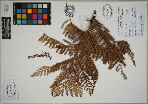  ( - QC23-138)  @11 [ ] CreativeCommons  Attribution Non-Commercial Share-Alike (2024) UBC Herbarium University of British Columbia