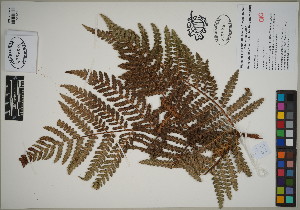  (Dicksonia arborescens - QC23-139)  @11 [ ] CreativeCommons  Attribution Non-Commercial Share-Alike (2024) UBC Herbarium University of British Columbia