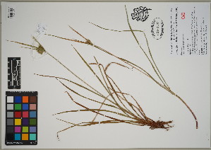  ( - QC23-140)  @11 [ ] CreativeCommons  Attribution Non-Commercial Share-Alike (2024) UBC Herbarium University of British Columbia