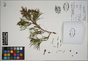  ( - QC23-145)  @11 [ ] CreativeCommons  Attribution Non-Commercial Share-Alike (2024) UBC Herbarium University of British Columbia