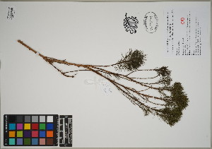  (Psoralea pinnata - QC23-148)  @11 [ ] CreativeCommons  Attribution Non-Commercial Share-Alike (2024) UBC Herbarium University of British Columbia