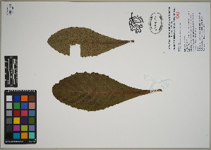  (Pladaroxylon leucadendron - QC23-153)  @11 [ ] CreativeCommons  Attribution Non-Commercial Share-Alike (2024) UBC Herbarium University of British Columbia