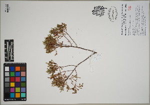  (Frankeniaceae - QC23-154)  @11 [ ] CreativeCommons  Attribution Non-Commercial Share-Alike (2024) UBC Herbarium University of British Columbia