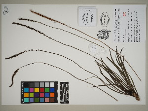 (Plantago robusta - QC23-26)  @11 [ ] CreativeCommons  Attribution Non-Commercial Share-Alike (2024) UBC Herbarium University of British Columbia