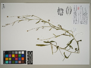  (Osteospermum sanctae-helenae - QC23-29)  @11 [ ] CreativeCommons  Attribution Non-Commercial Share-Alike (2024) UBC Herbarium University of British Columbia