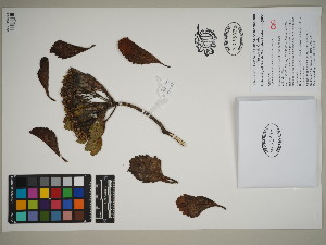  ( - QC23-34.1)  @11 [ ] CreativeCommons  Attribution Non-Commercial Share-Alike (2024) UBC Herbarium University of British Columbia