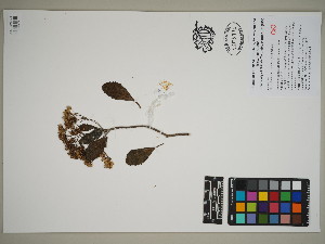  ( - QC23-37.1)  @11 [ ] CreativeCommons  Attribution Non-Commercial Share-Alike (2024) UBC Herbarium University of British Columbia