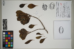  ( - QC23-38-5)  @11 [ ] CreativeCommons  Attribution Non-Commercial Share-Alike (2024) UBC Herbarium University of British Columbia