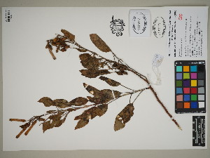  ( - QC23-42)  @11 [ ] CreativeCommons  Attribution Non-Commercial Share-Alike (2024) UBC Herbarium University of British Columbia
