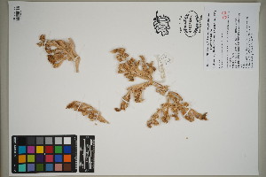 ( - QC23-45)  @11 [ ] CreativeCommons  Attribution Non-Commercial Share-Alike (2024) UBC Herbarium University of British Columbia