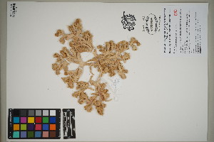  (Hydrodea cryptantha - QC23-45)  @11 [ ] CreativeCommons  Attribution Non-Commercial Share-Alike (2024) UBC Herbarium University of British Columbia