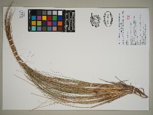  (Eragrostis saxatilis - QC23-49)  @11 [ ] CreativeCommons  Attribution Non-Commercial Share-Alike (2024) UBC Herbarium University of British Columbia