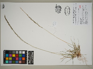  (Sporobolus africanus - QC23-56)  @11 [ ] CreativeCommons  Attribution Non-Commercial Share-Alike (2024) UBC Herbarium University of British Columbia