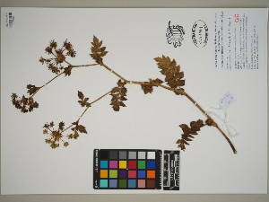  (Berula burchellii - QC23-61)  @11 [ ] CreativeCommons  Attribution Non-Commercial Share-Alike (2024) UBC Herbarium University of British Columbia