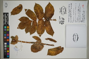  ( - QC23-66)  @11 [ ] CreativeCommons  Attribution Non-Commercial Share-Alike (2024) UBC Herbarium University of British Columbia