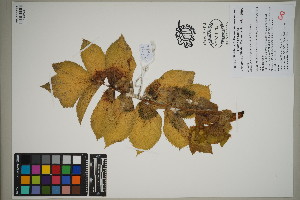  (Berula bracteata - QC23-66)  @11 [ ] CreativeCommons  Attribution Non-Commercial Share-Alike (2024) UBC Herbarium University of British Columbia