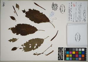  (Fuchsia boliviana - QC23-70)  @11 [ ] CreativeCommons  Attribution Non-Commercial Share-Alike (2024) UBC Herbarium University of British Columbia