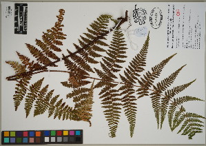  ( - QC23-72)  @11 [ ] CreativeCommons  Attribution Non-Commercial Share-Alike (2024) UBC Herbarium University of British Columbia