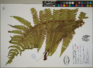  (Pseudophegopteris dianae - QC23-74)  @11 [ ] CreativeCommons  Attribution Non-Commercial Share-Alike (2024) UBC Herbarium University of British Columbia