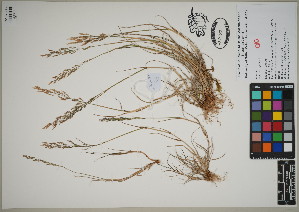  (Agrostis capillaris - QC23-79)  @11 [ ] CreativeCommons  Attribution Non-Commercial Share-Alike (2024) UBC Herbarium University of British Columbia