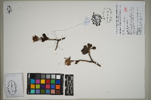  ( - QC23-81)  @11 [ ] CreativeCommons  Attribution Non-Commercial Share-Alike (2024) UBC Herbarium University of British Columbia